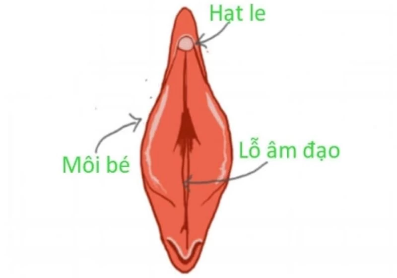 Hột le có kích thước nhỏ chỉ bằng hạt đậu, nằm giữa hai môi bé