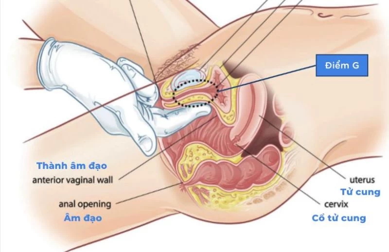 Sử dụng ngón tay hình móc câu có thể tìm thấy và kích thích điểm G của nữ giới 