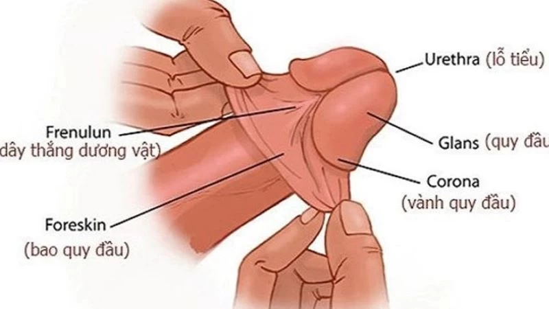 Vị trí các huyệt vùng kín nam cần chú ý